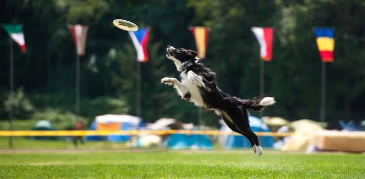 best dog frisbee for chewers