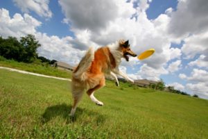 How to Train Your Dog for Playing Dog Disc