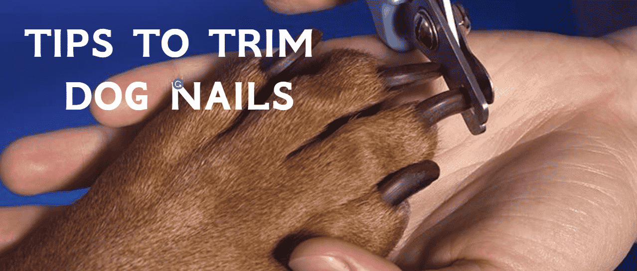 Tips to Trim Dog Nails Correctly