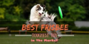 Best Durable Dog Frisbee