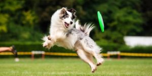 Best Indestructible Dog Frisbees