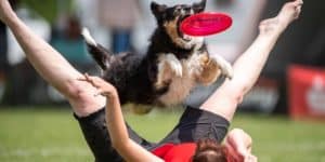 Best Rubber Dog Frisbee