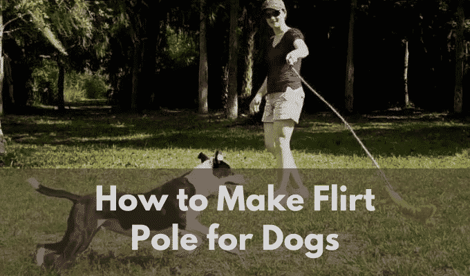 How to Make Flirt Pole for Dogs