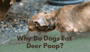 Why Do Dogs Eat Deer Poop?
