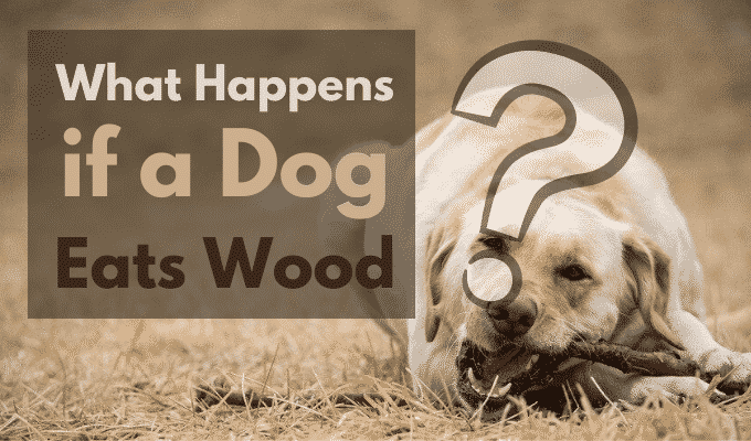 What Happens if a Dog Eats Wood - Things You Must Know