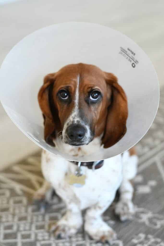 How Long Should a Dog Wear a Cone After Surgery