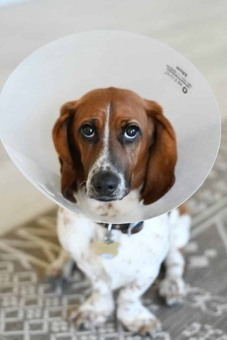 how-long-should-a-dog-wear-a-cone-after-surgery-all-you-must-know