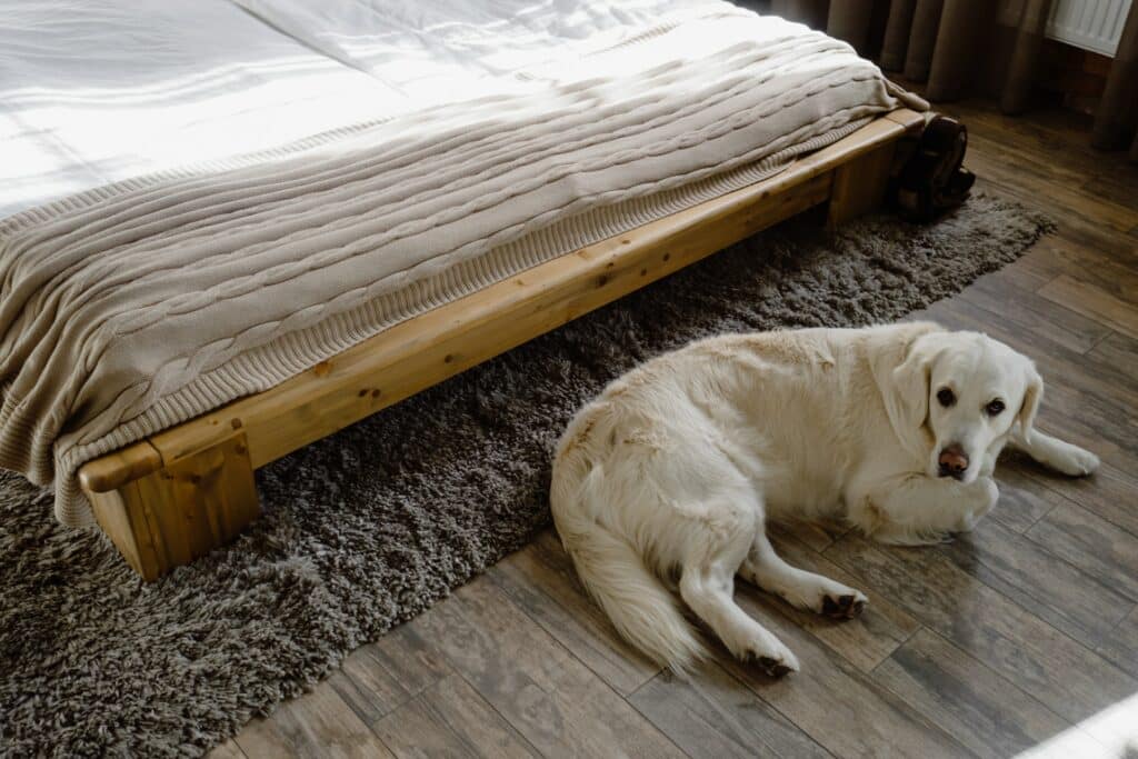 How To Stop Dog From Going Under The Bed